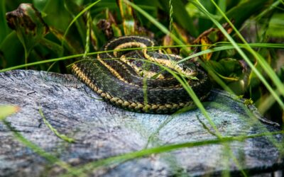 AVISTAMIENTO DE SERPIENTE