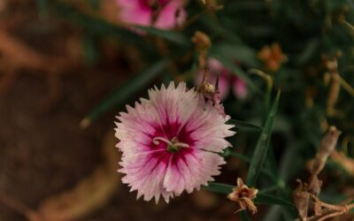 Embellecimiento de Jardines