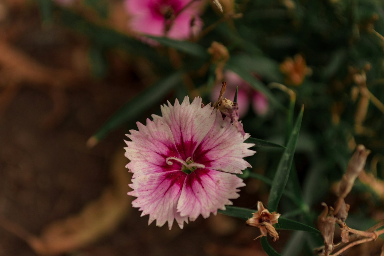 a close up of a flower